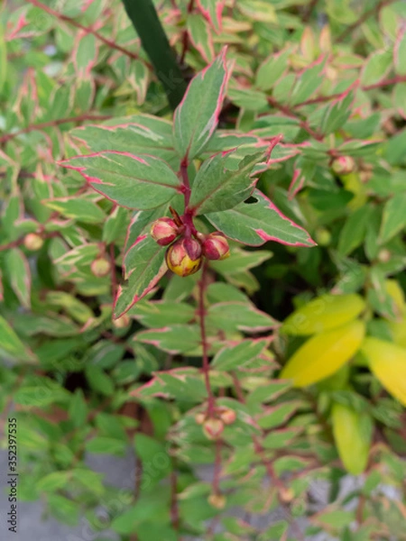 Obraz 赤い縁取り