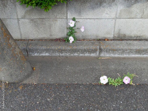 Obraz ど根性ペチュニア