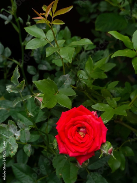 Obraz 赤いミニバラ