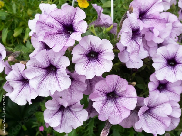 Obraz ペチュニア