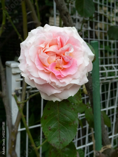 Obraz ピンクの薔薇