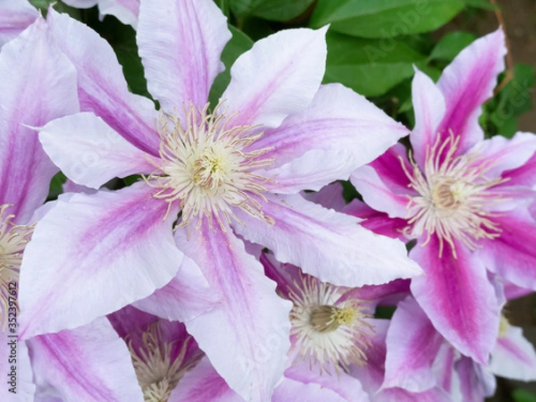 Obraz クレマチス