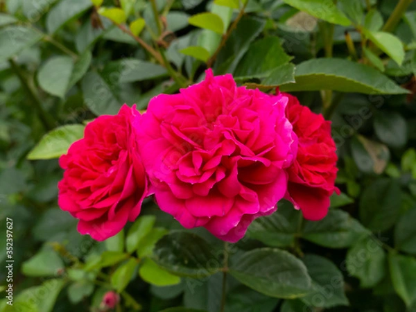 Obraz 赤いミニバラ