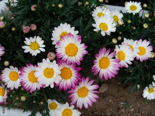 Obraz マーガレット