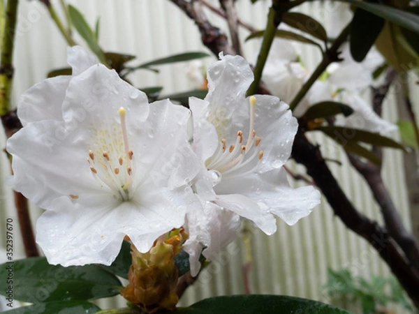 Obraz シャクナゲ