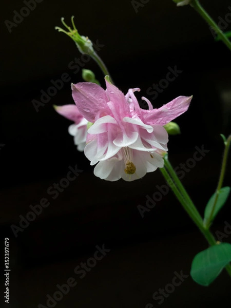 Obraz セイヨウオダマキ