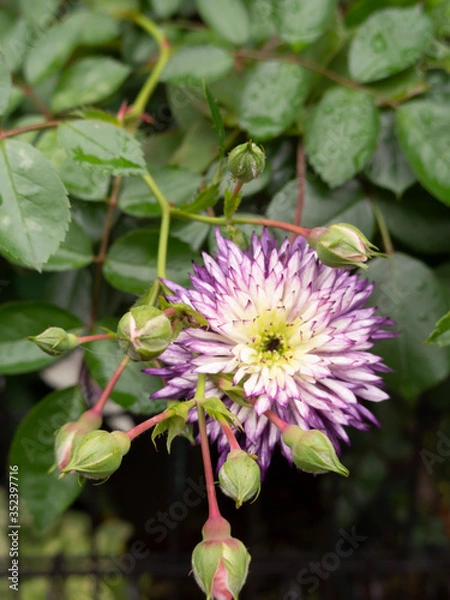 Obraz クレマチスフロリダ