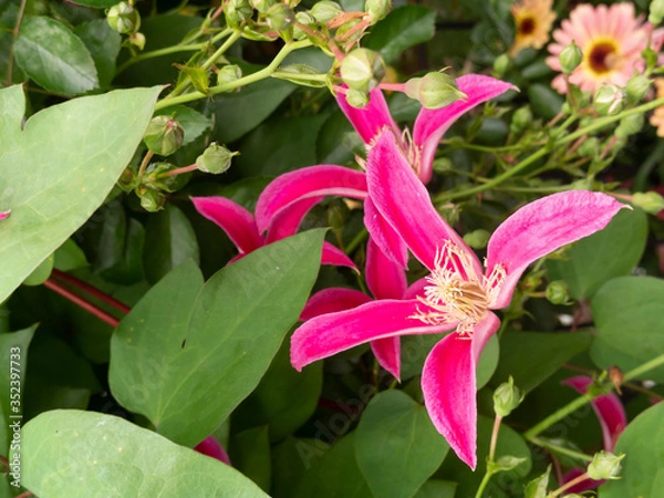 Obraz クレチマスプリンセスダイアナ