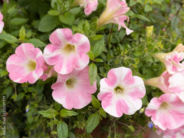 Obraz ペチュニア