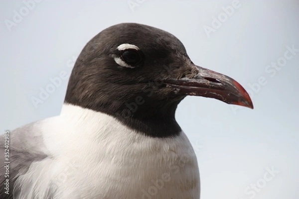 Fototapeta Little Gull