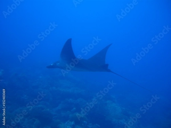 Fototapeta Manta Ray