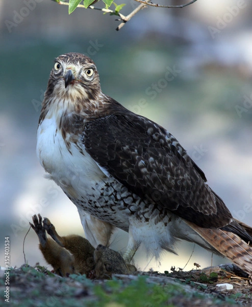 Obraz Red Tail Hawk dinnertime