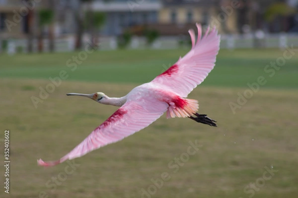 Fototapeta Roseate Spoonbill