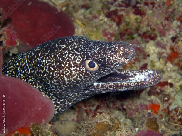 Fototapeta Spotted Moray Eel