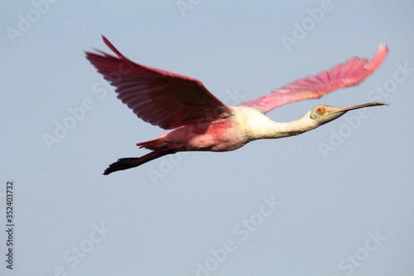 Fototapeta Roseate Spoonbill
