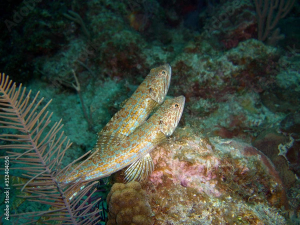 Fototapeta Reef fish