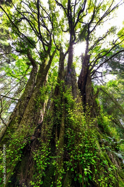 Obraz 下合瀬の大カツラ