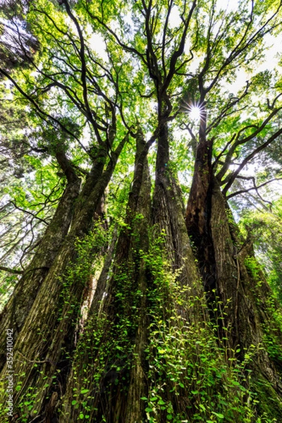 Fototapeta 下合瀬の大カツラ