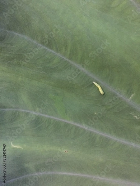 Obraz worm on the leaf