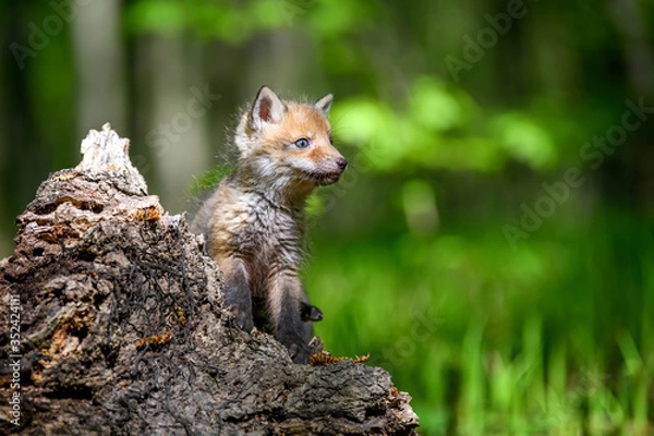 Fototapeta Red fox, vulpes vulpes, small young cub on stump