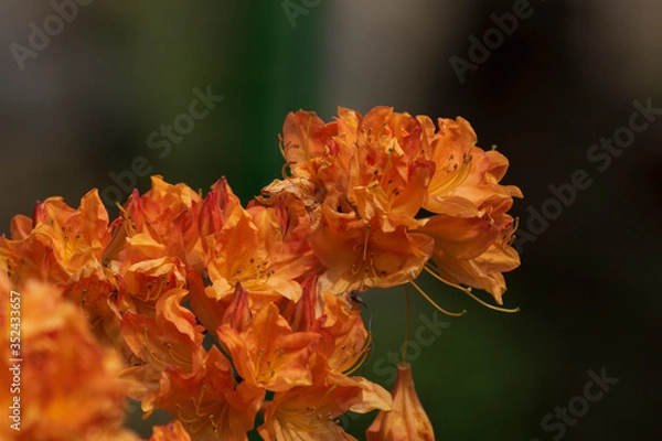 Fototapeta Wild Flame Azaleas. Rhododendron Alexander. 
Close-up of orange flowers.
