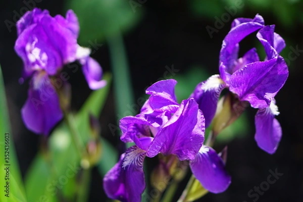 Obraz purple iris flower
