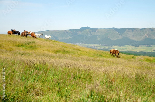Obraz 熊本・阿蘇 草原を歩く馬と待つ馬たち