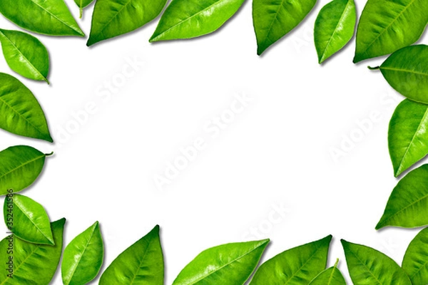 Fototapeta Green leaf frame decoration on white background. Blank greenery texture for message.
