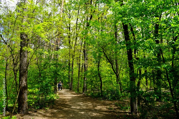 Fototapeta             People walk in the park on a spring day coniferous and deciduous trees.     