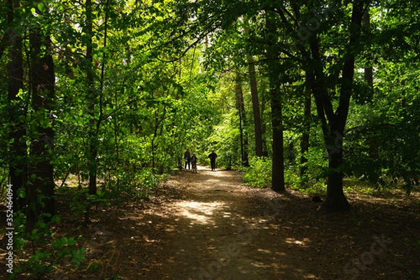 Fototapeta             People walk in the park on a spring day coniferous and deciduous trees.     