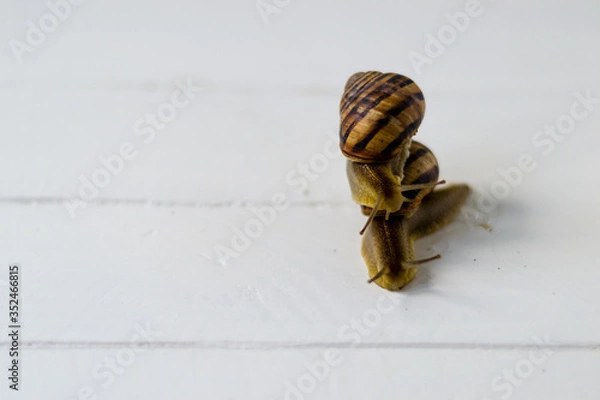 Fototapeta Two snails crawl over a white background with free text space.
