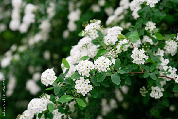 Fototapeta Blooming green bush Spiraea nipponica Snowmound with white flowers in spring. Floral texture. Soft selective focus.