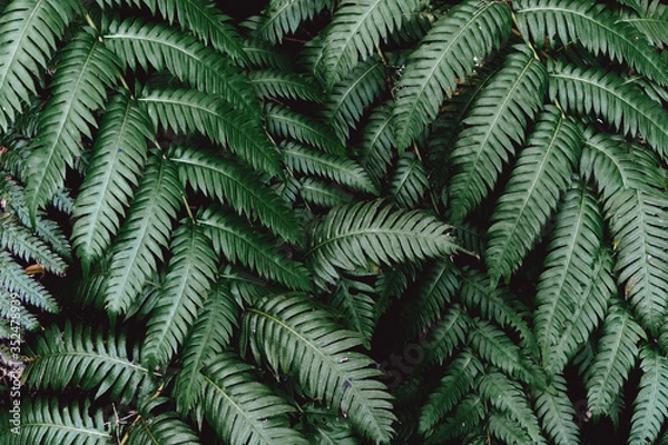 Fototapeta Concept of nature environment care. Fern leaf In green forest. Careful attitude to the ecology of the planet.