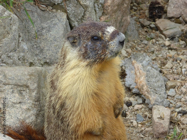 Obraz Murmeltiere, Marmots