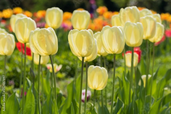 Obraz Yellow tulips in the sun
