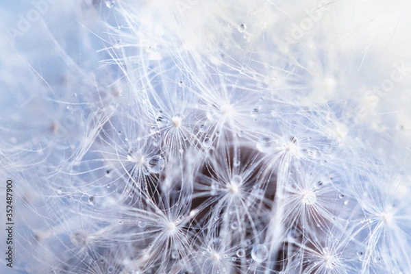 Obraz Dandelion with drops macro