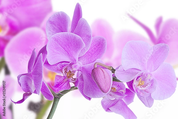 Obraz orchids