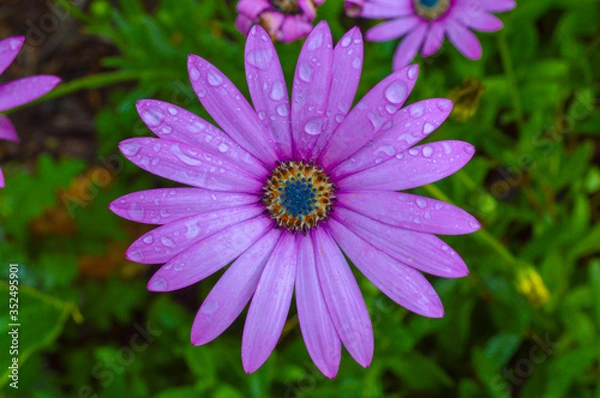 Obraz flor, planta, morada, margarita
