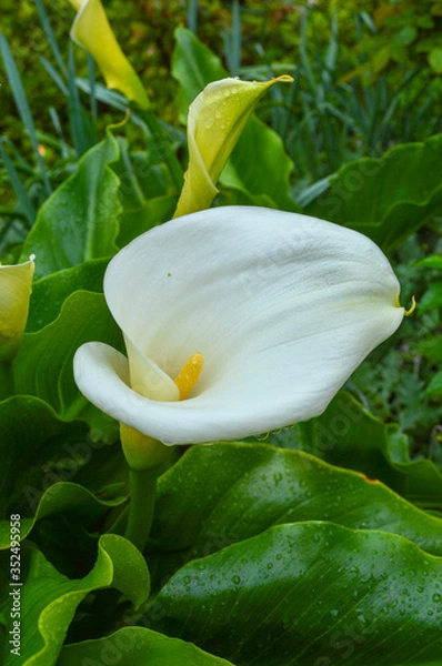 Obraz flor, planta, copo de leche
