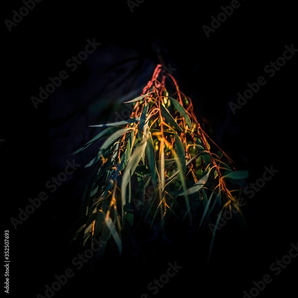 Obraz Native Australian Flora or Flowers