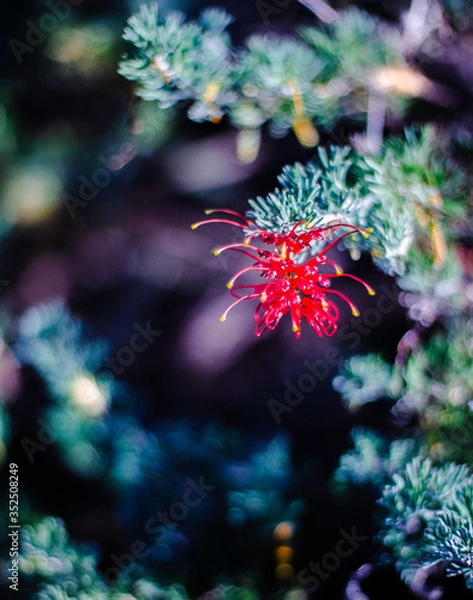 Obraz Native Australian Flora or Flowers