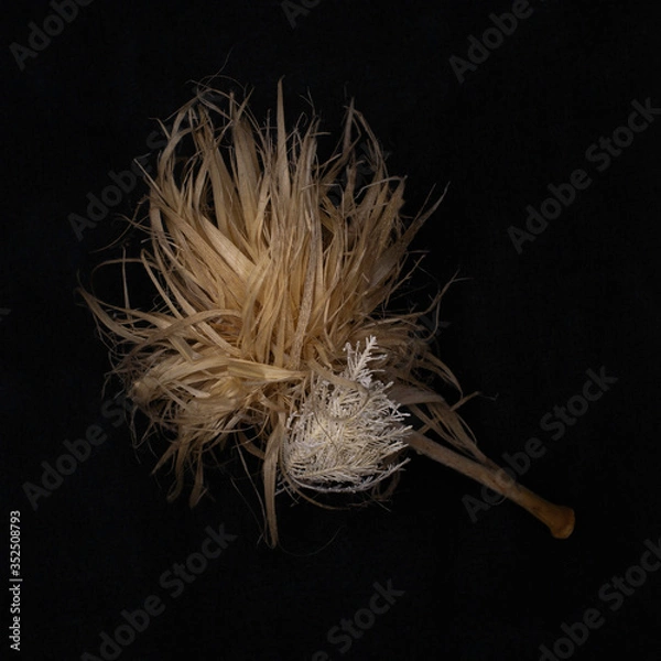 Obraz Sea Creature on black background