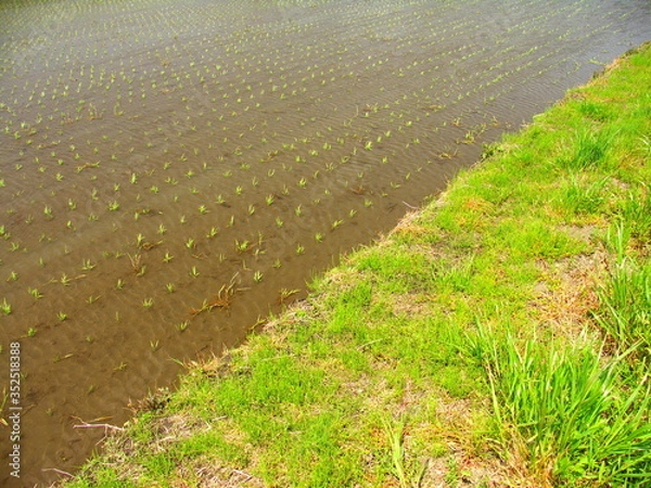 Fototapeta 若草生える畦と植田風景