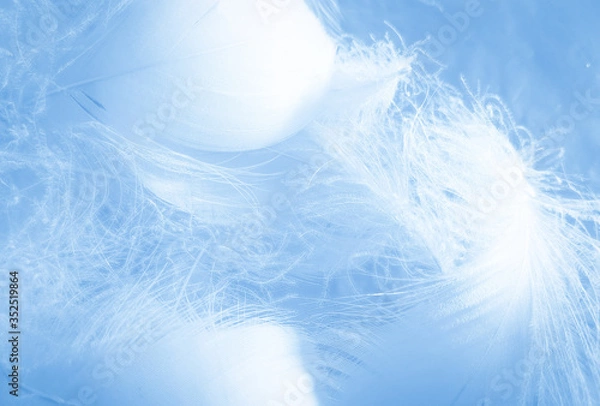Fototapeta Beautiful abstract colorful white and blue feathers on white background and soft white feather texture on blue pattern and blue background, feather background, blue banners