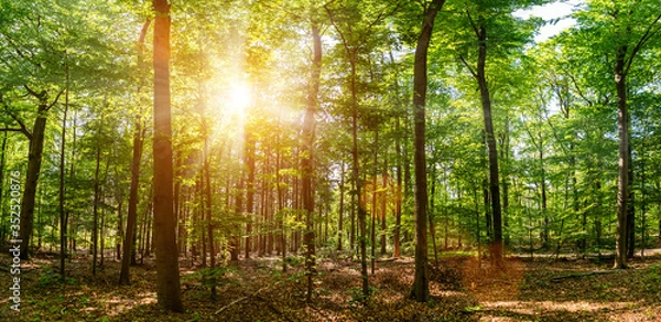 Obraz do salonu na wymiar - las