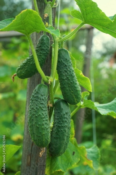Fototapeta Green fresh cucumbers,  growing on a bush. Home vegetable garden.