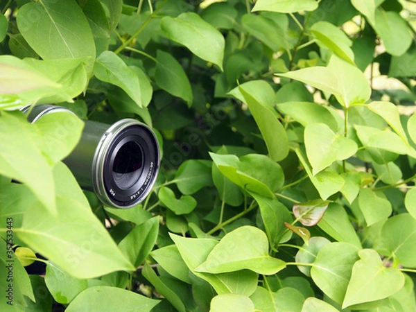Obraz The camera lens is peeking out of the foliage, the photographer is hiding in the forest to take a photo of the wildlife for education. Secret work of a photographer, paparazzi.