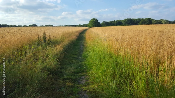 Fototapeta Path between corn fields, Overijssel, Netherlands