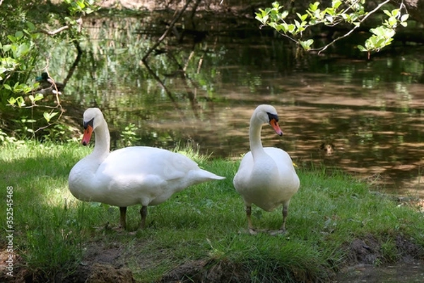 Obraz Two white swans resting by the river, in National Park Krka, Croatia. Selective focus. 