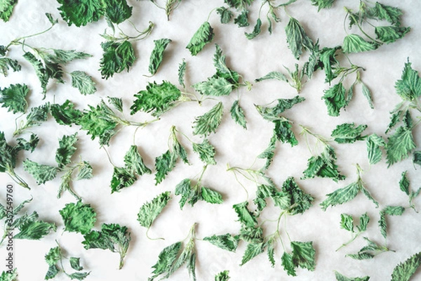 Fototapeta Pattern with dried spring young nettle on white background. For preparation of salt, infusions, decoctions, tinctures, powders, ointments, tea. Healthy food or medicinal herb concept.